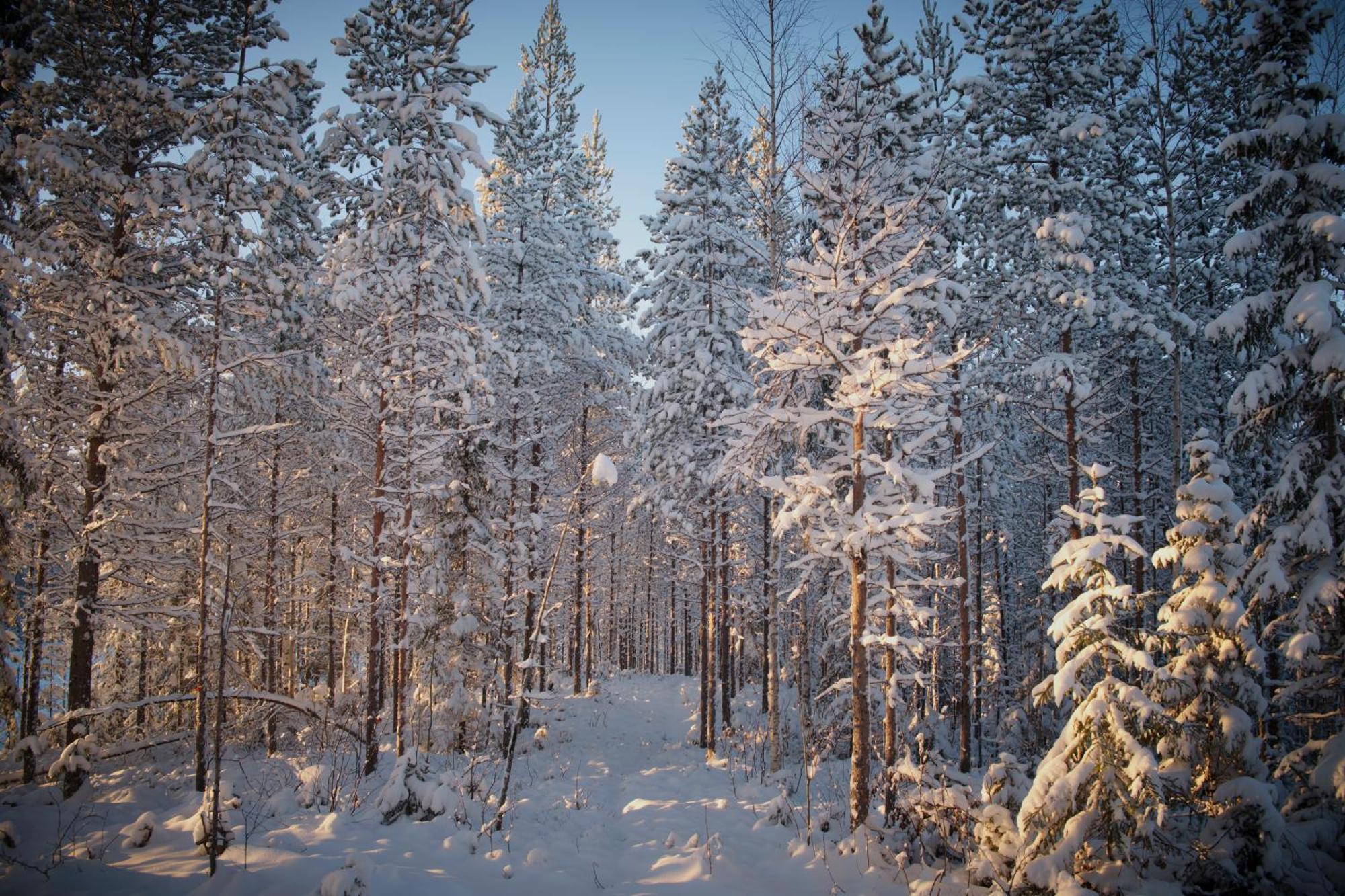 Langforsen Glamping & Lapland Experience Ξενοδοχείο Lapptrask Εξωτερικό φωτογραφία